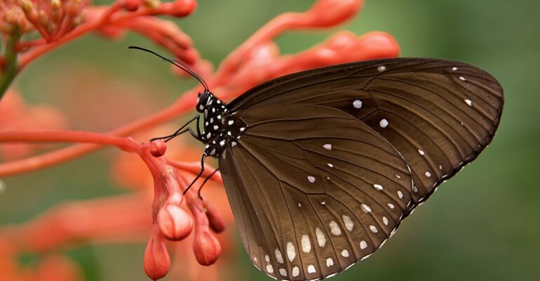 Butterfly effect