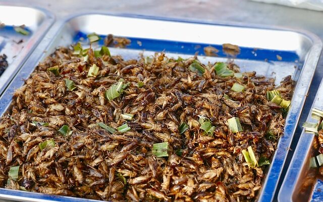 Will eating insects end world hunger